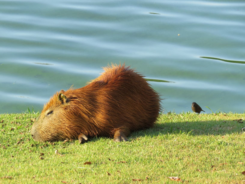 Capivara Builder